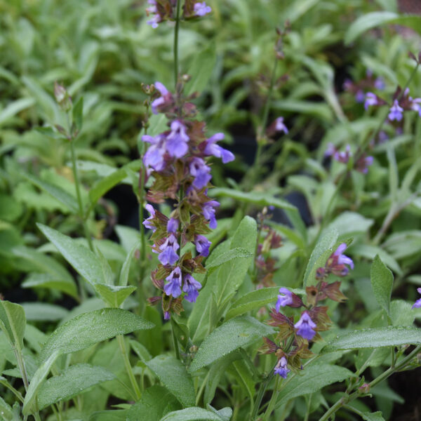 Ryytisalvia-yrtti, joka kukkii. Kukat violetit.